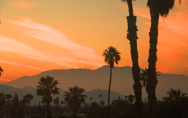 istock Sunset through the palm trees-Riverside California 1318515081