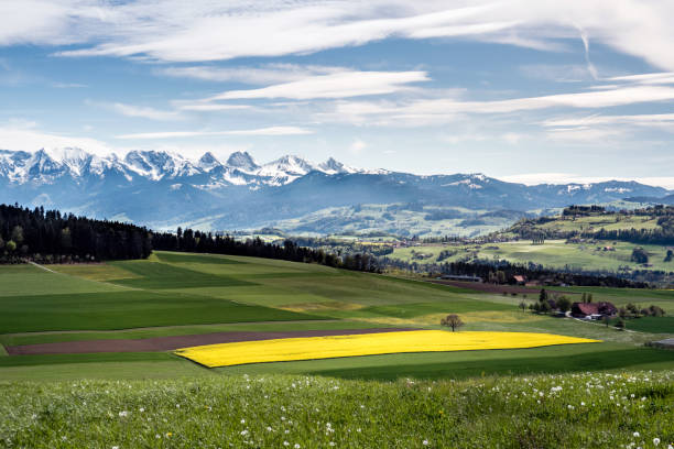 landschaft mit rapsfeld im frühling, blick richtung aaretal und naturpark gantrisch, berner oberland, schweiz - bernese oberland thun oberland panoramic stock-fotos und bilder