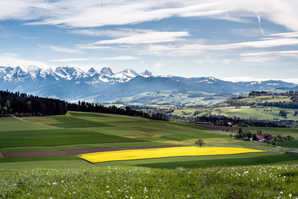paysage avec le champ de colza au printemps, vue sur la vallée de l’aare et le parc naturel de gantrisch, oberland bernois, suisse - dandelion snow photos et images de collection