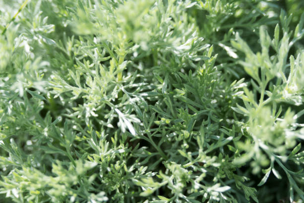 istock Artemisia absinthium, a herbaceous silvery plant with a strong aroma and bitterness. 1318516496