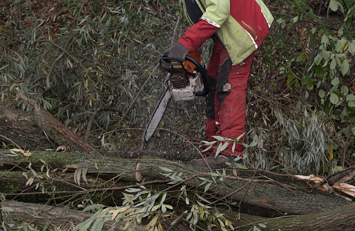 a lumberjack with a chainsaw cutting trees in the forest