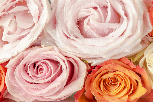 Bouquet of light pink roses. Elegant blossoming romantic flowers for anniversary, valentines day or other celebration. Closeup color image.