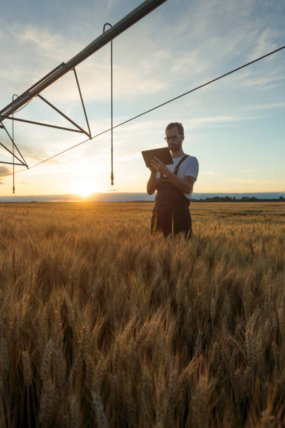 istock Young farmer working on a tablet in wheat field at sunset 1318518966