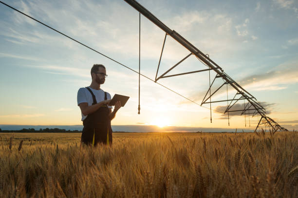 istock Serious young agronomist using tablet in wheat field at sunset 1318518968