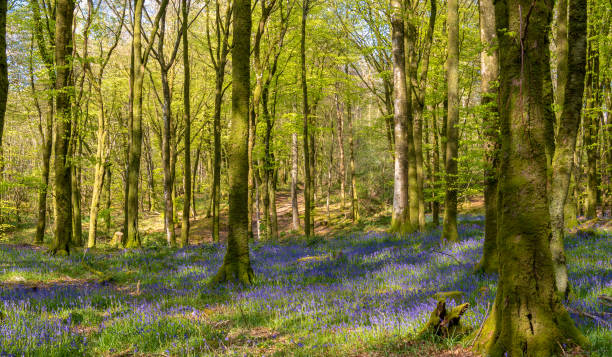 istock Beech forest in the warm spring light with carpets of bluebell flowers. 1318519594