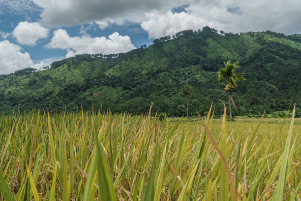 istock landscape with rice field in the mountains 1318520269