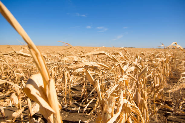istock A field of ripe corn ready for harvest in the fall. 1318520749