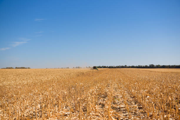 istock Harvester in a corn field for harvesting. 1318520768