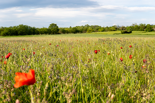 Poppy and wild flowers fields in Valdaine (Provence and Drôme, France) with a cloudy sky