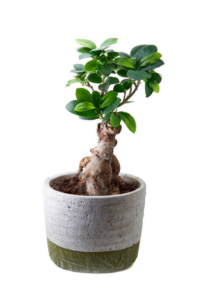 Ficus Bonsai tree in a white pot Ficus Bonsai tree in a white pot ficus microcarpa bonsai stock pictures, royalty-free photos & images