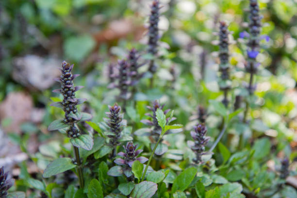 a corneta comum (reptans ajuga) - ajuga - fotografias e filmes do acervo