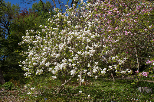 Magnolia blooming in the spring in a garden