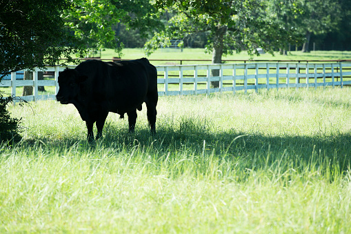 Free-range beef cattle, Bull in shade under tree.  White board fence in background.