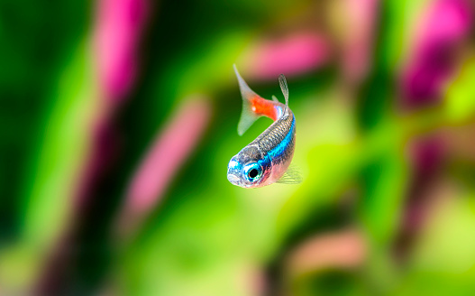 Neon Tetra Paracheirodon innesi freshwater fish stock photo