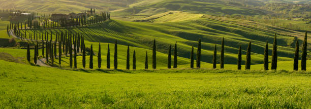 cypresses lane at bancoleo at sunset - tuscany hills - italy - tuscany italy tree cypress tree imagens e fotografias de stock