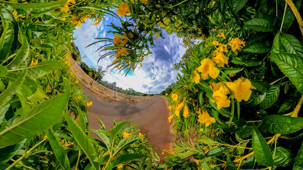 istock 360 degree background with summer flowers. Concept image and space for text. 1318523311