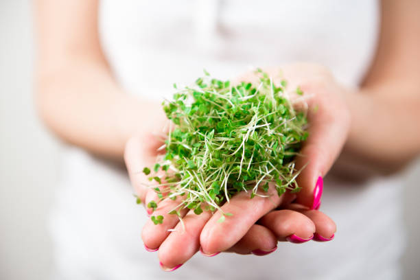 istock Micro-green healthy food and greens grass. Sprouting Microgreens. 1318523990