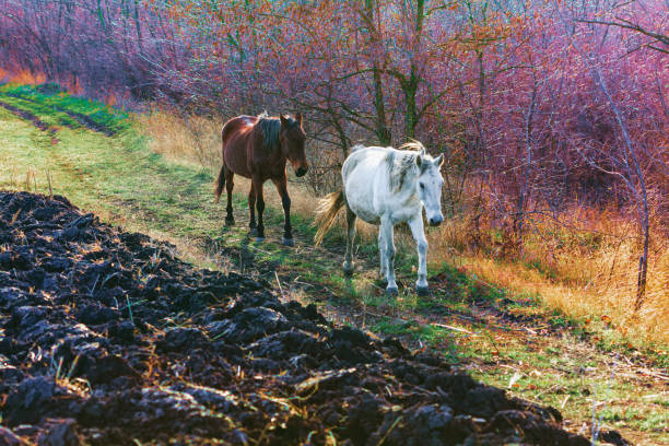 White and brown horses walking together . Wild horses and plowed field