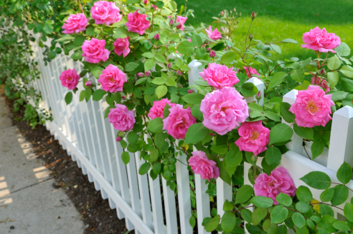 Pink roses climbing on white fence.