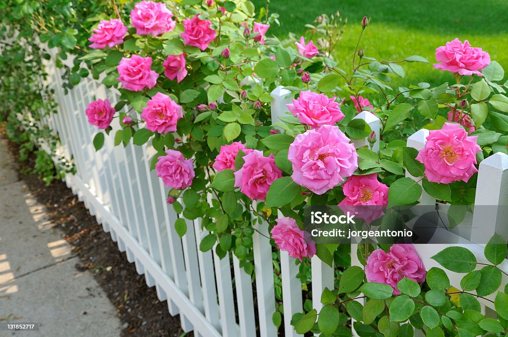 Pink Roses on White Fence Pink roses climbing on white fence. Rose - Flower Stock Photo