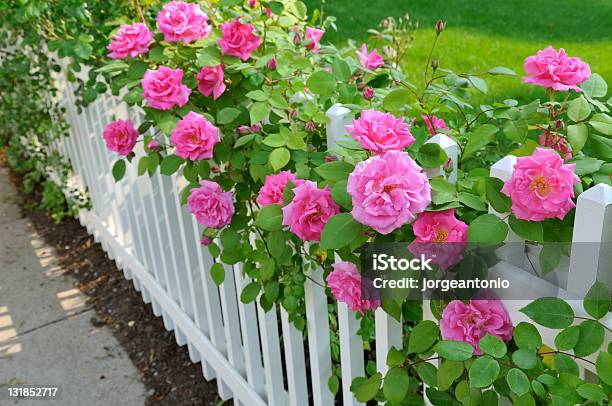 Pink Roses On White Fence Stock Photo - Download Image Now - Rose - Flower, Bush, Climbing Rose