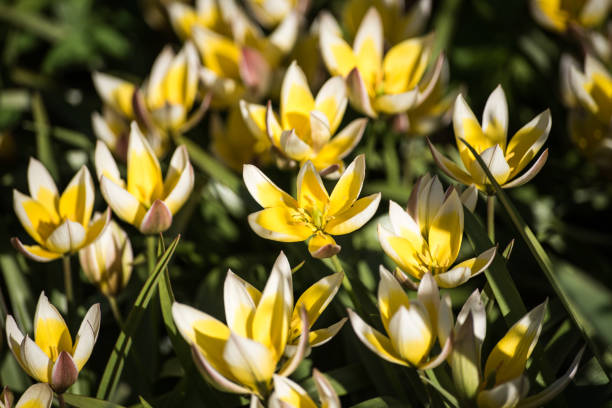 Yellow wild tulips with white blossom edge in sunny spring day Yellow wild tulips with white blossom edge in sunny spring day. tulipa tarda stock pictures, royalty-free photos & images