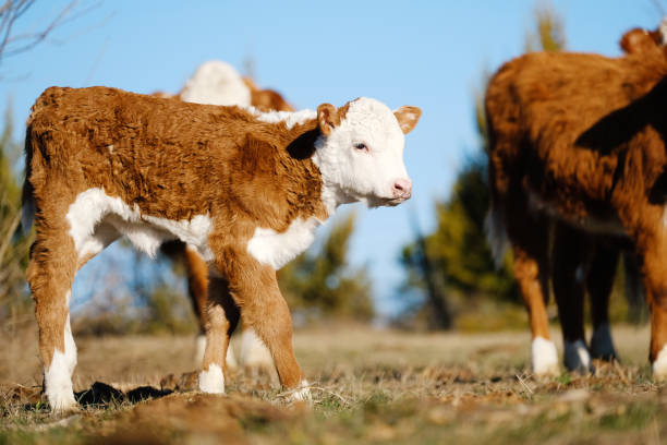hereford cielę na hodowli krów wołowych. - field hereford cattle domestic cattle usa zdjęcia i obrazy z banku zdjęć
