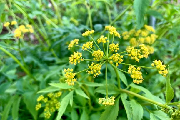 istock Golden Alexander (Zizia aurea) Wildflower Plant 1318529956