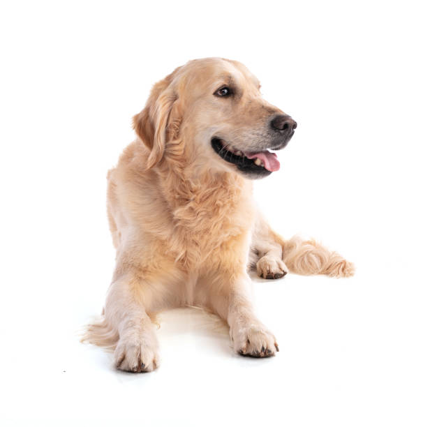istock Golden retriever dog 1318531465