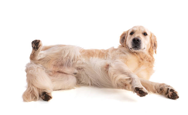 istock Golden retriever dog lying 1318531491
