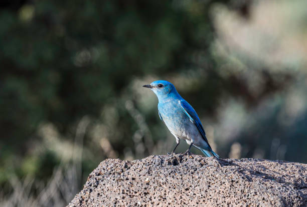 istock The mountain bluebird (Sialia currucoides) is a small migratory thrush that is found in mountainous districts of western North America. Malheur National Wildlife Reserve, Oregon.  Passeriformes, Turdidae. Male. 1318532161
