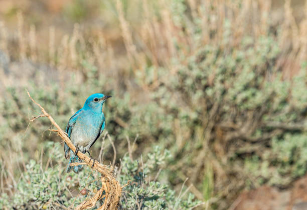 The mountain bluebird (Sialia currucoides) is a small migratory thrush that is found in mountainous districts of western North America. Malheur National Wildlife Reserve, Oregon. Passeriformes, Turdidae. Male. el pájaro azul de montaña (sialia currucoides) es un pequeño zorzal migratorio que se encuentra en los distritos montañosos del oeste de américa del norte. reserva nacional de vida silvestre malheur, oregón. passeriformes, turdidae. masculino.