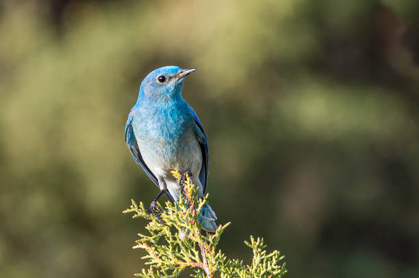 istock The mountain bluebird (Sialia currucoides) is a small migratory thrush that is found in mountainous districts of western North America. Malheur National Wildlife Reserve, Oregon.  	Passeriformes, Turdidae. Male. 1318532177