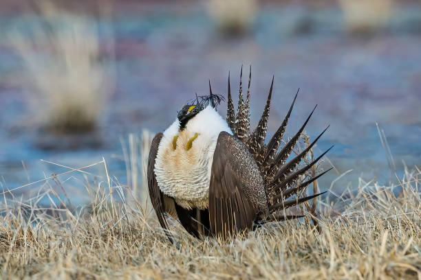 The greater sage-grouse (Centrocercus urophasianus), also known as the sagehen, is the largest grouse in North America. Its range is sagebrush country in the western United States and southern Alberta and Saskatchewan, Canada. Malheur National Wildlife Reserve, Oregon. Galliformes. Male displaying on a Lek area. el mayor urofasio sabio (centrocercus urophasianus), también conocido como el sabio, es el urouse más grande de américa del norte. su área de distribución es el país de sagebrush en el oeste de los estados unidos y el sur de alberta y saskatchewan, c