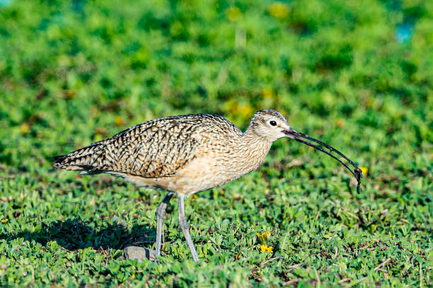 The long-billed curlew (Numenius americanus) is a large North American shorebird of the family Scolopacidae. This species was also called el curlew de pico largo (numenius americanus) es un gran pájaro costero norteamericano de la familia scolopacidae. esta especie también fue llamada