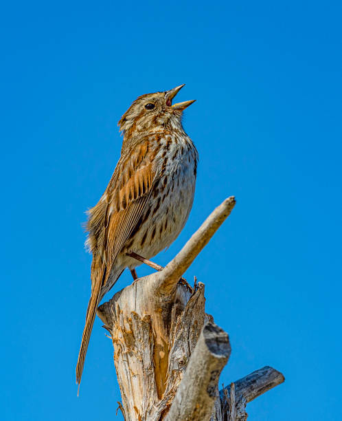 The song sparrow (Melospiza melodia) is a medium-sized New World sparrow. Among the native sparrows in North America, it is easily one of the most abundant, variable and adaptable species. Malheur National Wildlife Reserve, Oregon. Passeriformes, Passerellidae. la canción sparrow (melospiza melodia) es un gorrión del nuevo mundo de tamaño mediano. entre los gorriones nativos de américa del norte, es fácilmente una de las especies más abundantes, variables y adaptables. reserva nacional de vida silvestre ma