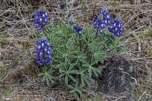 Lupinus saxosus is a species of lupine known by the common name rock lupine. It is native to the Pacific Northwest and Great Basin of the United States, where it grows in sagebrush and other habitat. Malheur National Wildlife Reserve, Oregon. Fabaceae.