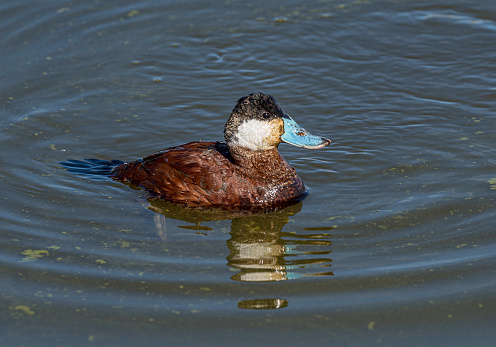 A male ruddy duck (Oxyura jamaicensis) is a duck from North America and one of the stiff-tailed ducks. Malheur National Wildlife Reserve, Oregon.  \