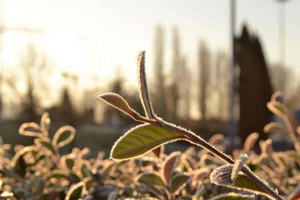 istock Cold and golden III 1318532300