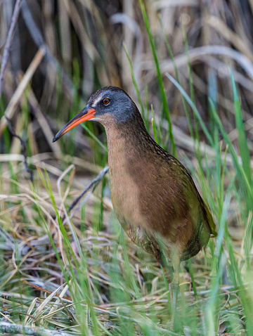 The Virginia rail (Rallus limicola) is a small waterbird, of the family Rallidae. These birds remain fairly common despite continuing loss of habitat, but are secretive by nature and more often heard than seen. Malheur National Wildlife Reserve, Oregon. Gruiformes, Rallidae.