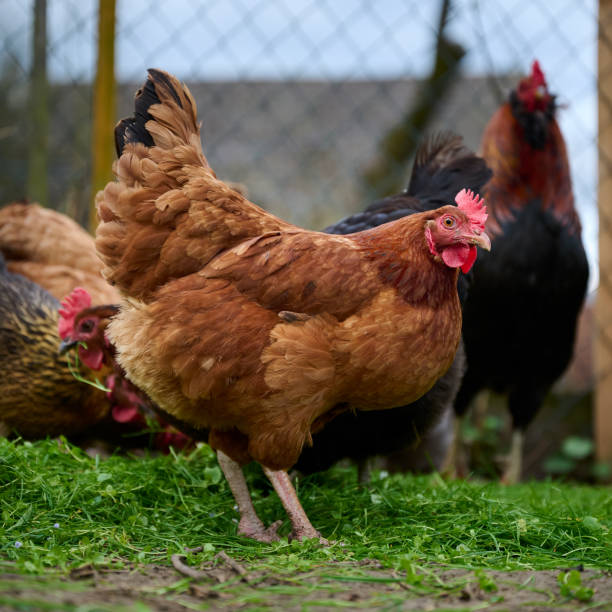 istock A brown hen on freshly plucked grass 1318534355