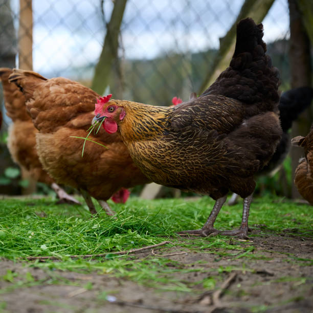 istock A brown hen eating freshly cut grass 1318534358