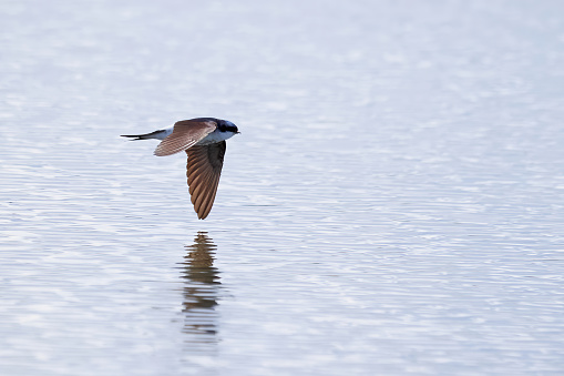 Common house martin in flight catching insects above water (Delichon urbicum)