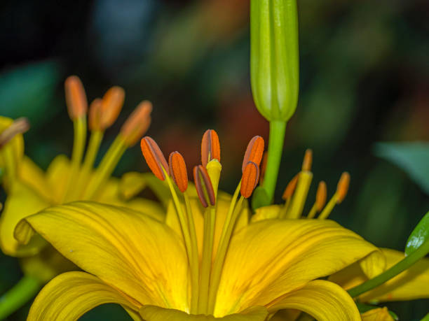 istock Shakespeare Garden in Central Park 1318536154
