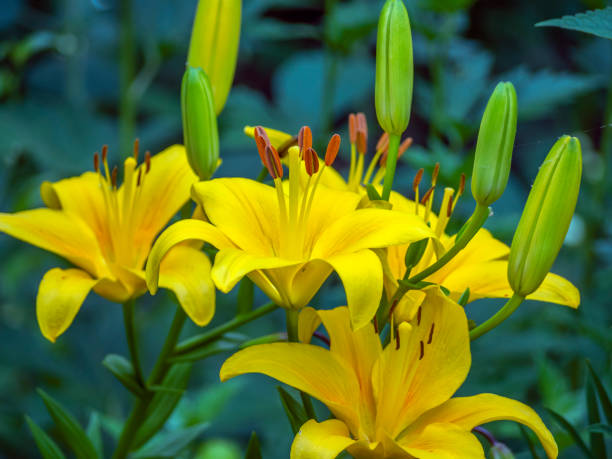 istock Shakespeare Garden in Central Park 1318536156
