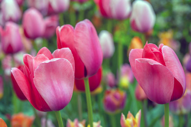istock Shakespeare Garden in Central Park 1318536190