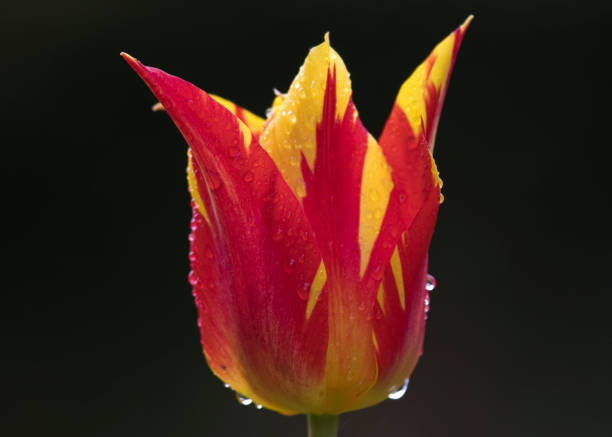 istock Raindrops on a yellow and red Tulip (Tulip fireworks) flower against a dark background 1318537733