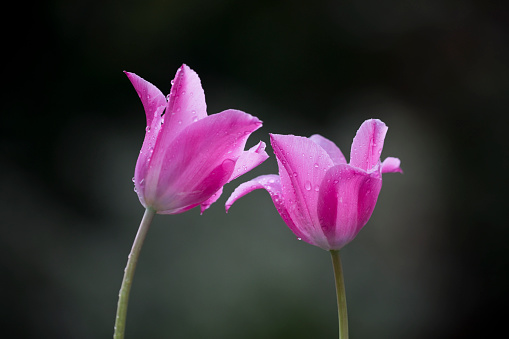 Two Pink tulip flowers with raindrops against a green background, in a garden in springtime, England, United Kingdom
