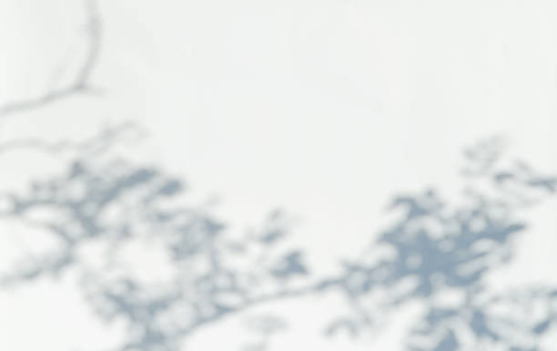istock Defocused abstract shadows on white background. Blurred shadows of branches overlay. 1318537772