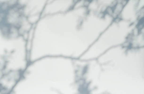 istock Defocused abstract shadows on white background. Blurred shadows of branches overlay. 1318537774
